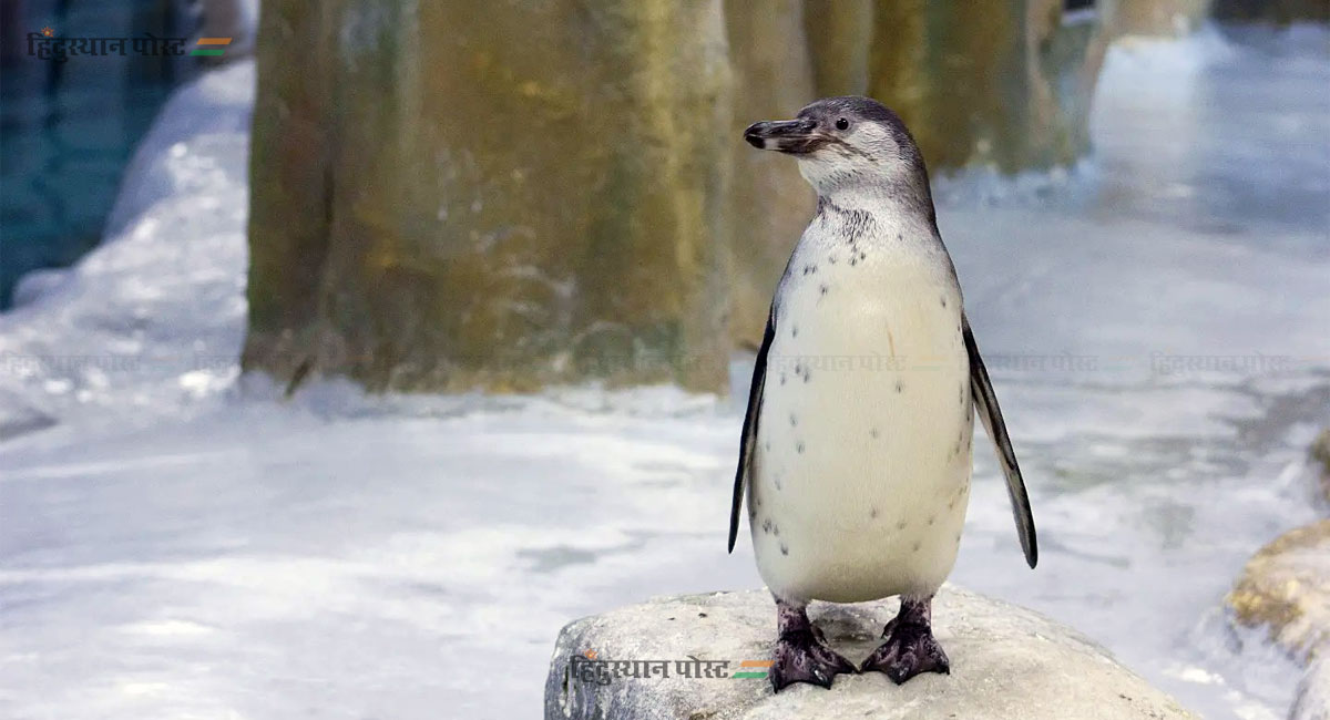 राणीबागेतील 'वीरा' आणि 'ऑस्कर'ची मुंबईकरांना भुरळ! 9 Oscar to the Mumbai Zoos 1