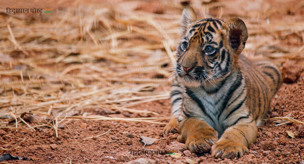 राणीबागेतील 'वीरा' आणि 'ऑस्कर'ची मुंबईकरांना भुरळ! 3 Tiger 2