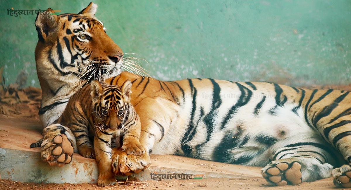 राणीबागेतील 'वीरा' आणि 'ऑस्कर'ची मुंबईकरांना भुरळ! 2 Tiger 3