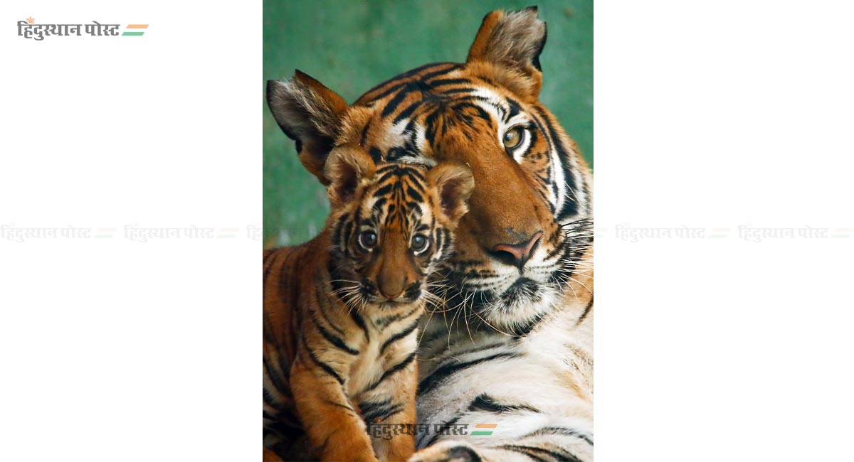 राणीबागेतील 'वीरा' आणि 'ऑस्कर'ची मुंबईकरांना भुरळ! 5 Tiger 5