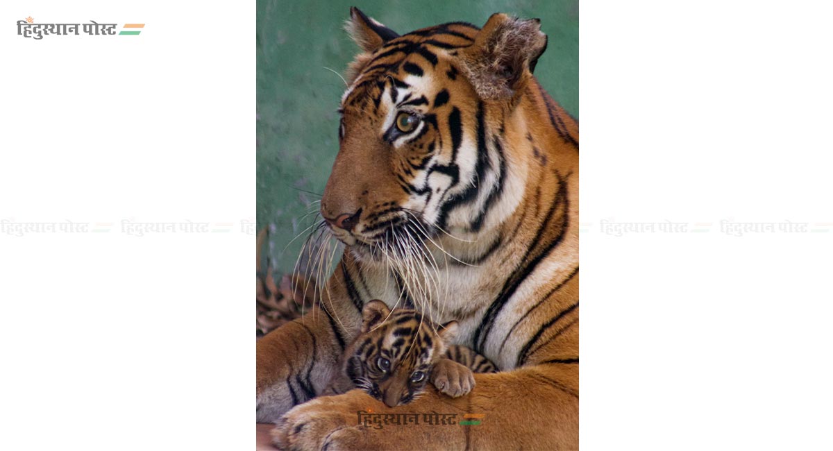 राणीबागेतील 'वीरा' आणि 'ऑस्कर'ची मुंबईकरांना भुरळ! 4 Tiger 6