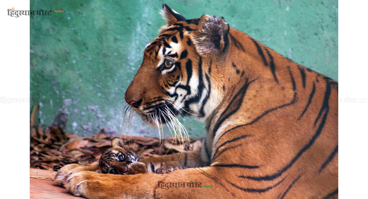 राणीबागेतील 'वीरा' आणि 'ऑस्कर'ची मुंबईकरांना भुरळ! 6 Tiger 8