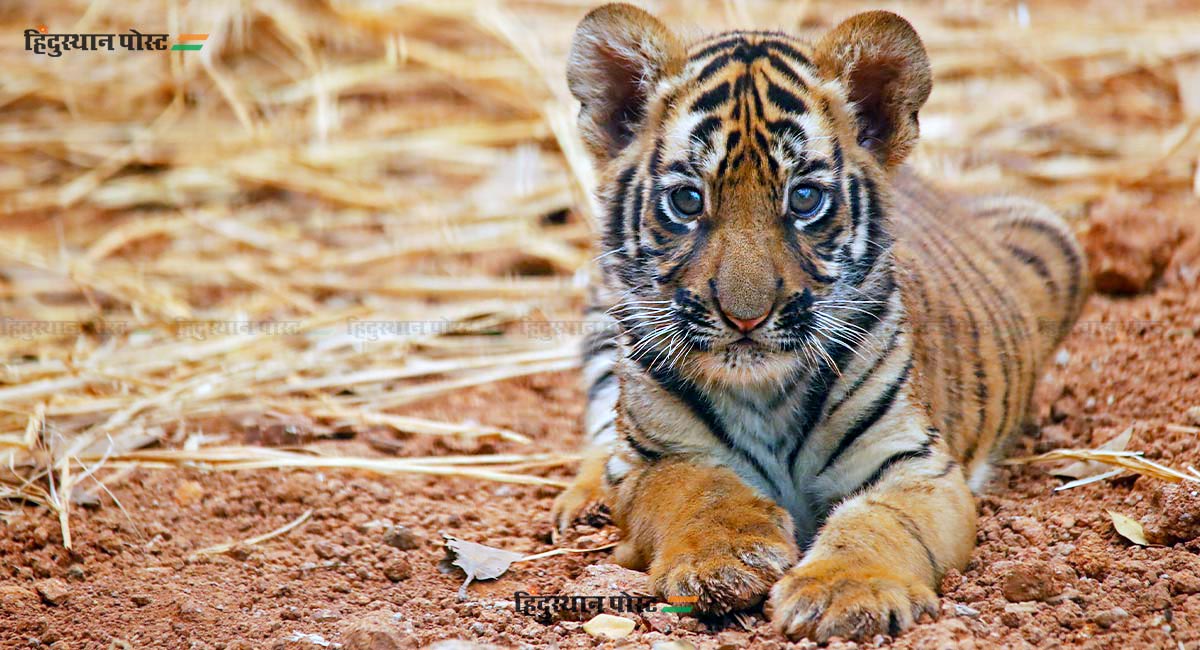 राणीबागेतील 'वीरा' आणि 'ऑस्कर'ची मुंबईकरांना भुरळ! 1 Tiger 9