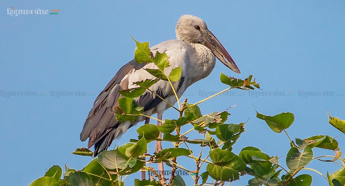 महाराष्ट्र निसर्ग उद्यानात पहिल्यांदाच आले 'हे' पाहुणे 1 Bird 1