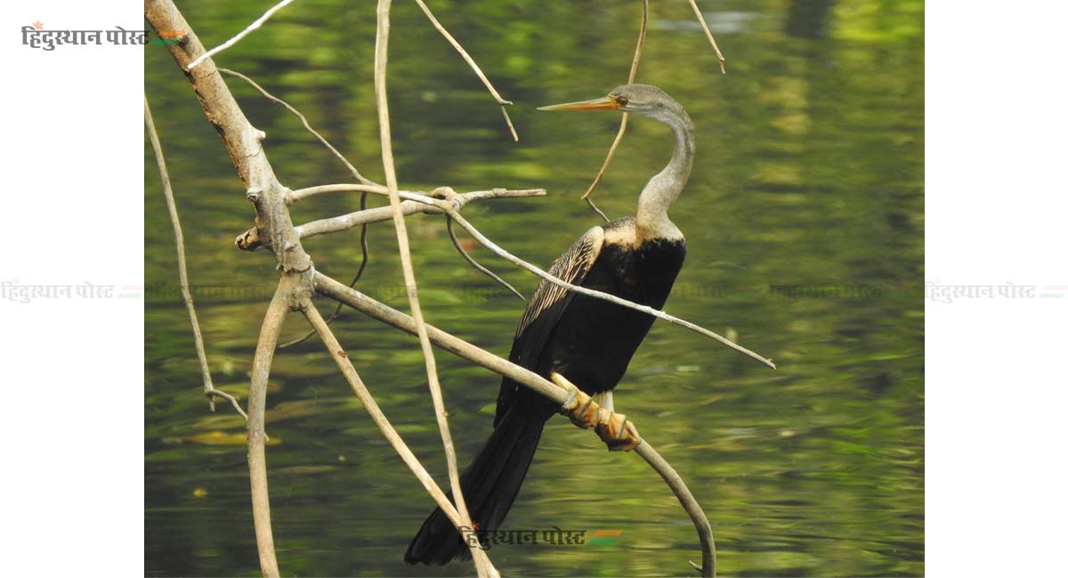 महाराष्ट्र निसर्ग उद्यानात पहिल्यांदाच आले 'हे' पाहुणे 3 Bird 3