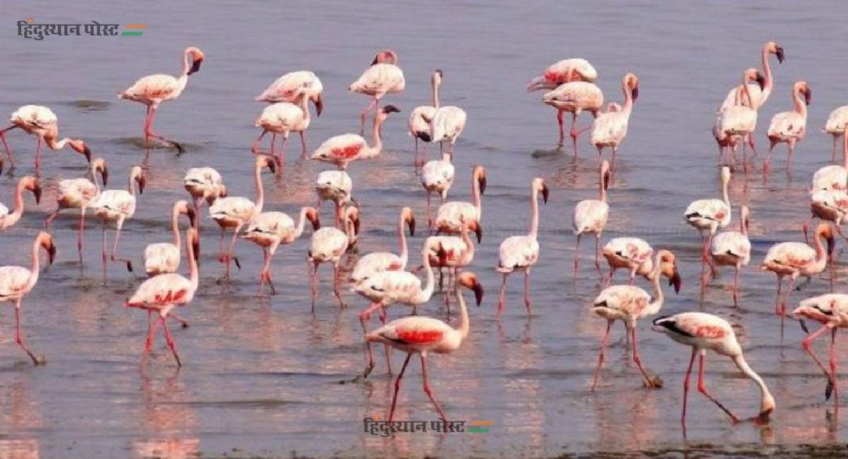 flamingo