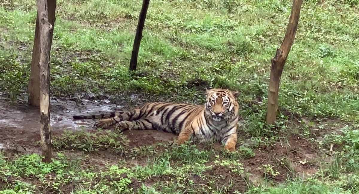 ‘बाजीराव-श्रीवल्ली’ची जोडी जमली, लवकरच मिळणार गोड बातमी 2 tiger 3 1