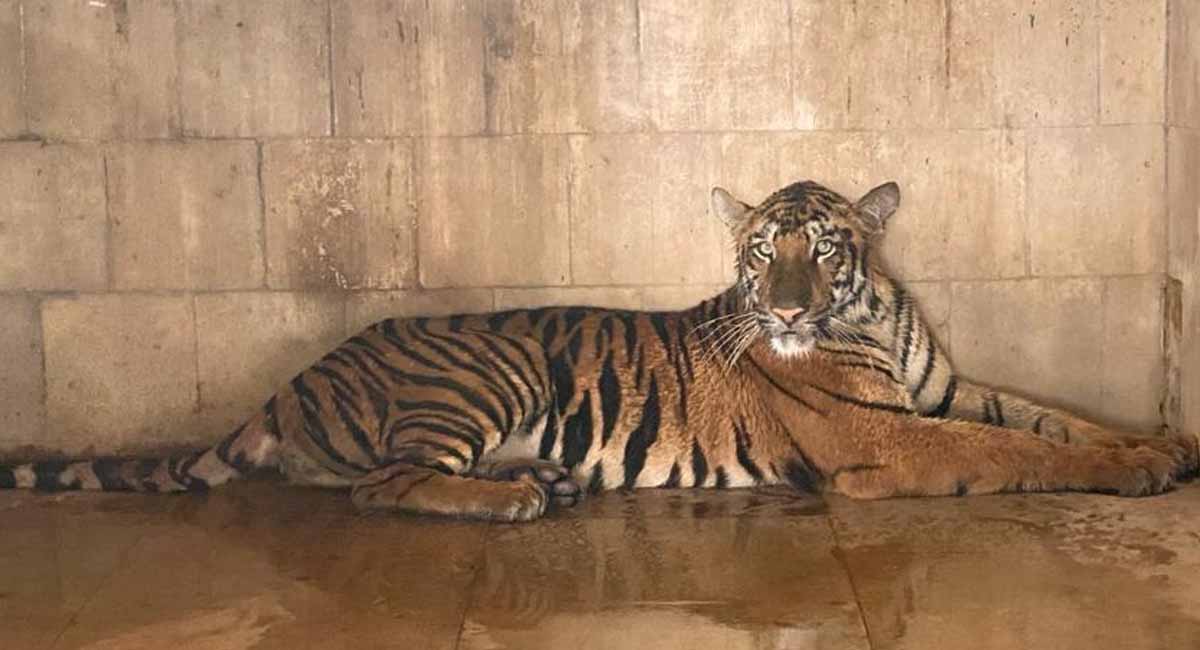 ‘बाजीराव-श्रीवल्ली’ची जोडी जमली, लवकरच मिळणार गोड बातमी 1 tiger 3