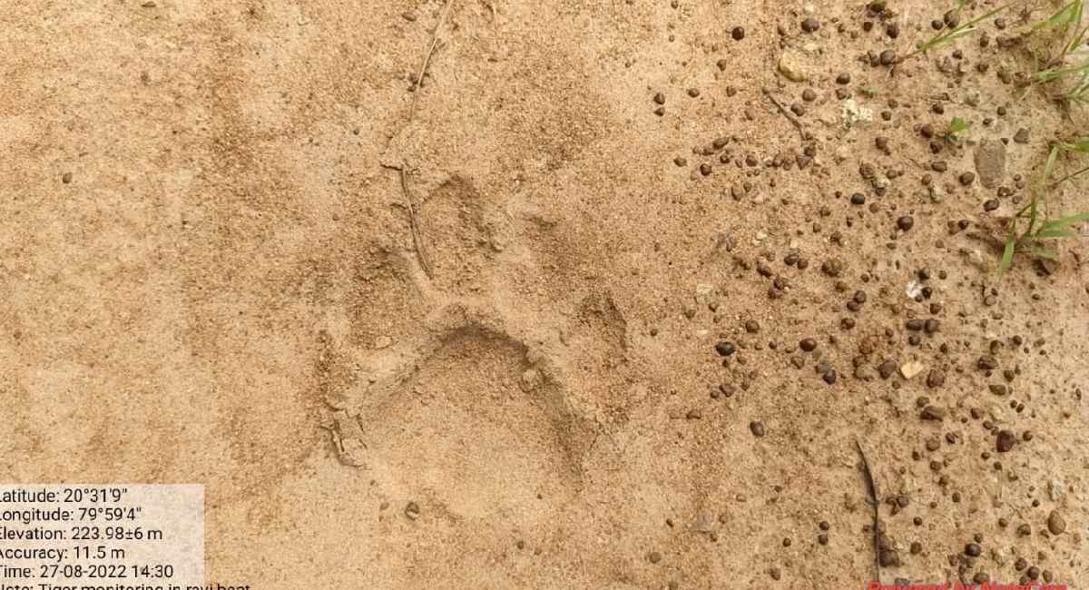 गडचिरोलीत वाघाच्या हल्ल्यात एक व्यक्ती ठार, वनविभागाने तातडीने ट्रॅप कॅमेरे लावले 3 5