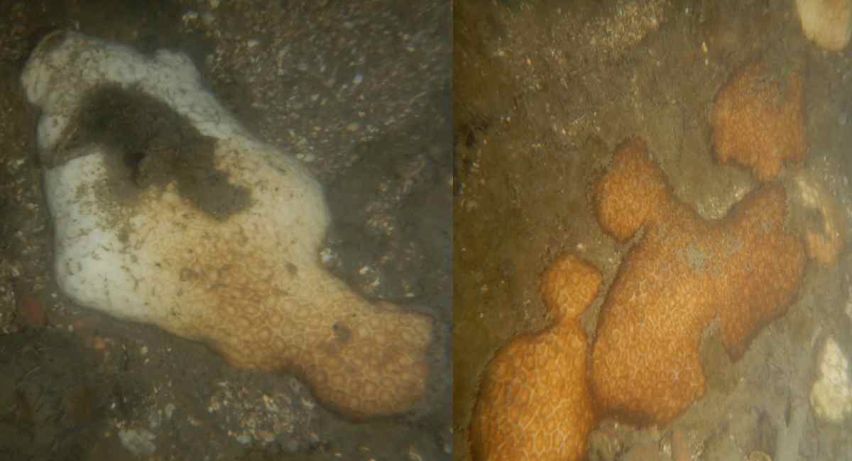 कोस्टल रोडच्या बांधकामातही हाजीअलीकडे तग धरुन आहेत समुद्री प्रवाळ 1 coastal1