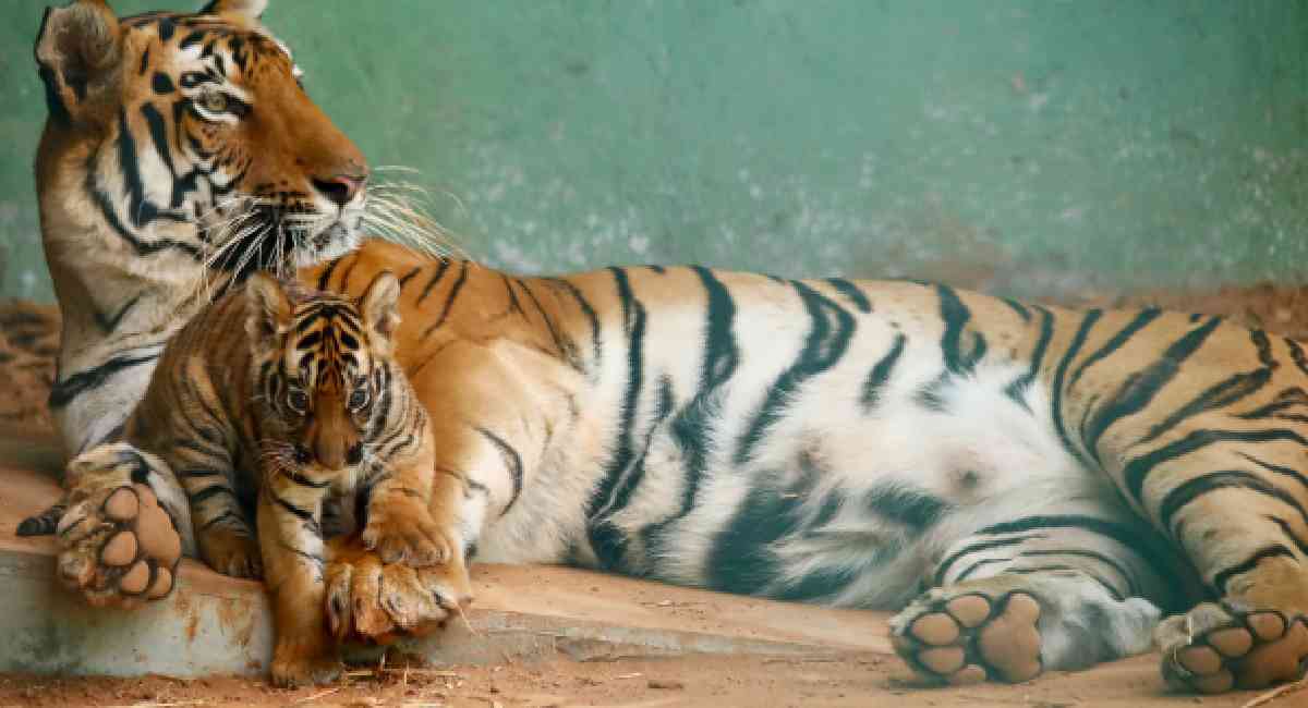 मुंबईतल्या 'या' दोन्ही वाघीणींची आई बनण्याची संधी हुकली 1 veera tiger