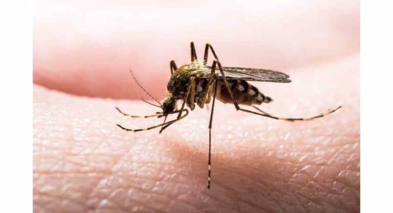 Close-up of a malaria mosquito on human skin.