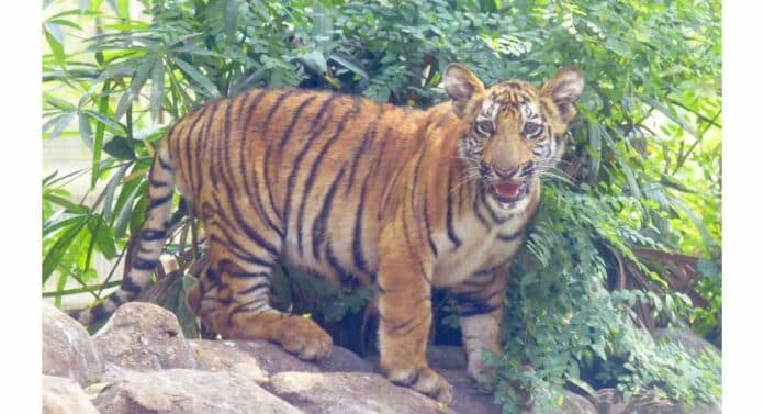 राणीबागेत अनुभवा 'जय' आणि 'रुद्र'