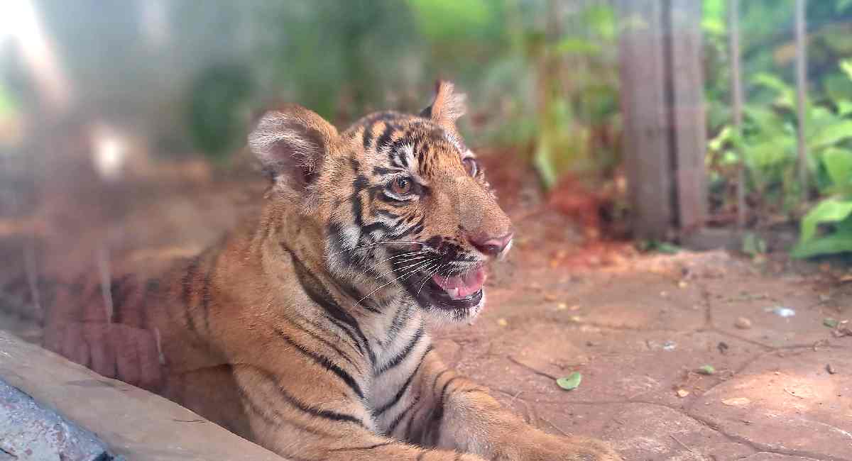 zoo5