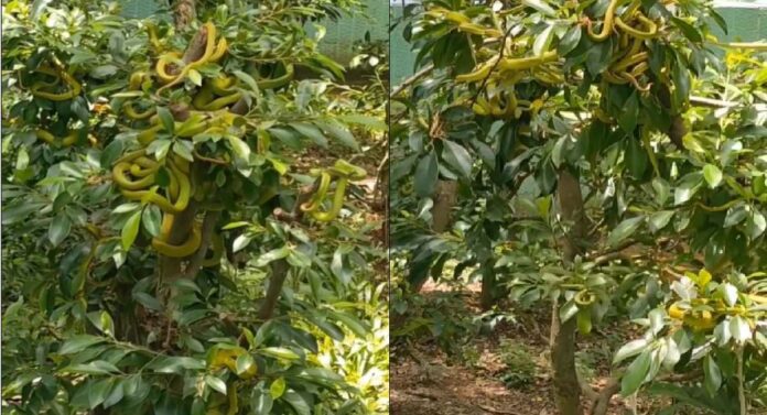 इथे झाडांवर फळे-फुले नाही तर असतात साप!; काय आहे रहस्य?