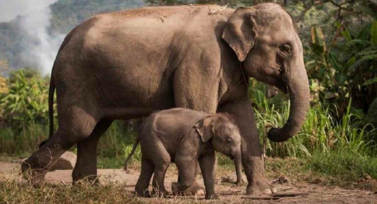 Conservation of Elephants : देशातील हत्तींचे डीएनए जतन होणार