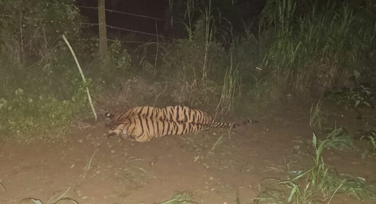 Electric shock : वाघाचा इलेक्ट्रिक शॉक लागून मृत्यू… पाहा कुठे झाली घटना