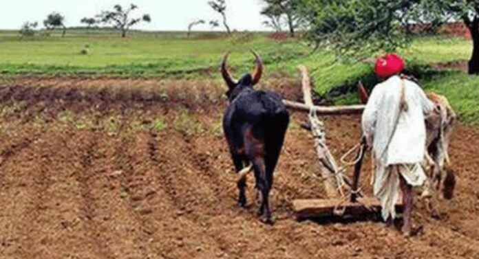 Farmer Scheme: गणेशोत्सवापूर्वी शेतकऱ्यांच्या खात्यात जमा होणार प्रत्येकी 2000 रुपये, 'नमो शेतकरी महासन्मान योजने'तील तांत्रिक अडचणी दूर