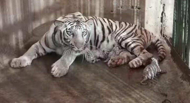 Ceremony of Tigress Calf : बछड्याच्या नामकरण सोहळ्यालाही राजकीय रंग, ‘आदित्य’ नावाला सुधीर मुनगंटीवारांचा विरोध