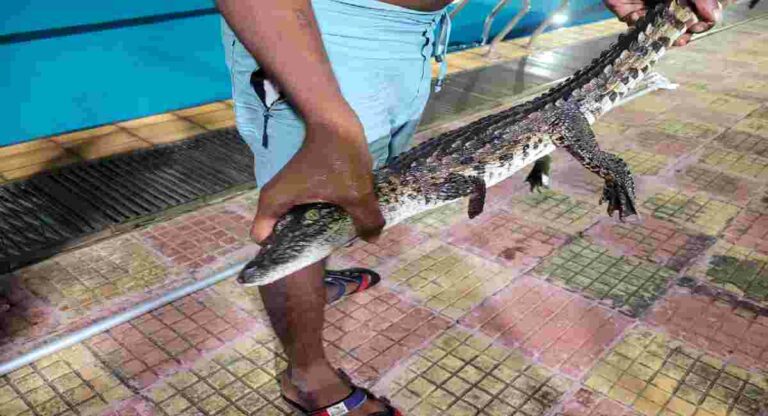 Baby Crocodile In Swimming Pool : दादरच्या महात्मा गांधी जलतरण तलावात सापडले मगरीचे पिल्लू