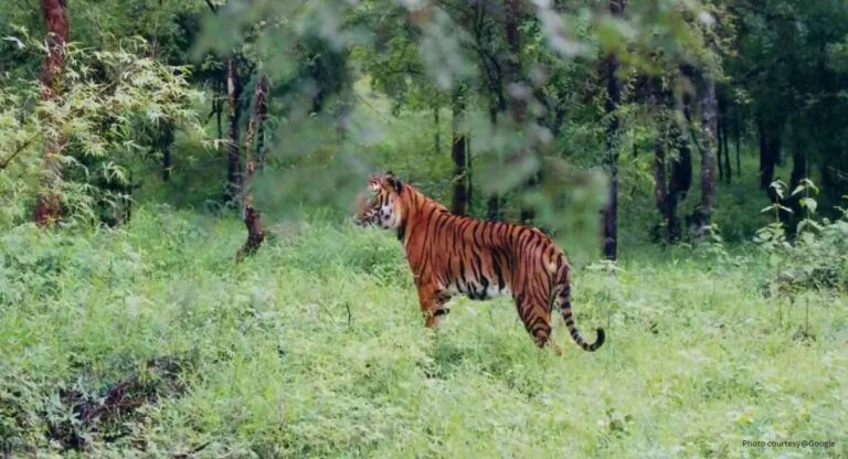 Wardha Maharashtra: ‘या’ ठिकाणी भेट देण्यासाठी बजेट-फ्रेंडली सहलीचे नियोजन कसे कराल?