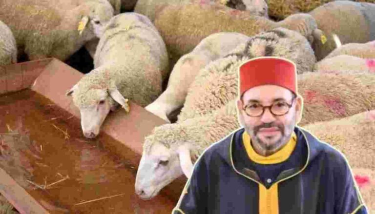 मुस्लिम देश Morocco मध्ये बकरा कापण्यास परवानगी नाही!