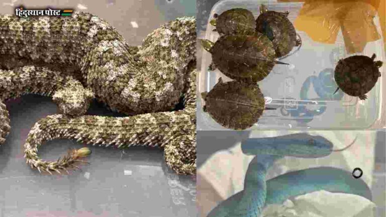 Customs Department :  मुंबई विमानतळावर एका भारतीय नागरिकाला अटक; तपासणी केली असता… 