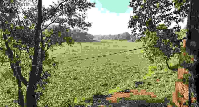 Ulhas River : पर्यावरणीय असंतुलनामुळे उल्हास नदीत जलपर्णींची वाढ, पर्यावरण अभ्यासक रविंद्र लिंगायत यांचे मत