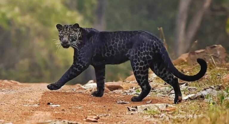 Black Panther Konkan: सह्याद्री व्याघ्र प्रकल्पात काळ्या बिबट्यांची 'मेलेनिस्टिक लेपर्ड' नोंद, जैवविविधतेला नवा आयाम; वन विभागाचे नागरिकांना आवाहन