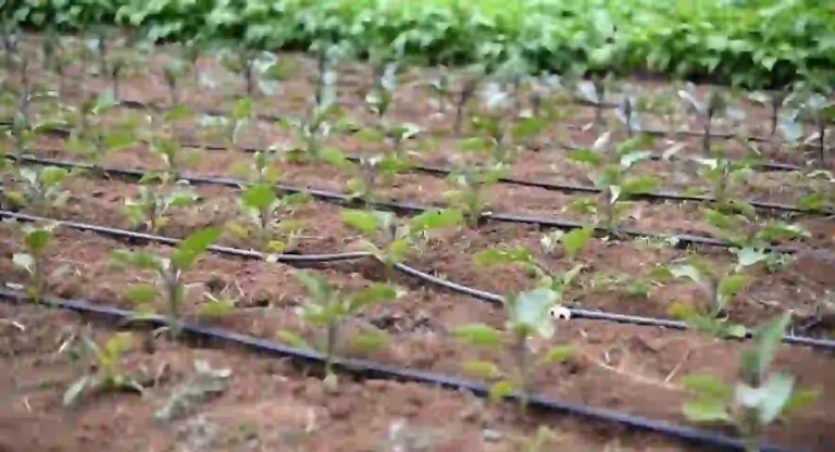 Drip irrigation: पाऊस लांबल्यामुळे शेतकरी चिंतेत, पिके वाचवण्यााठी ठिबक सिंचनाचा वापर